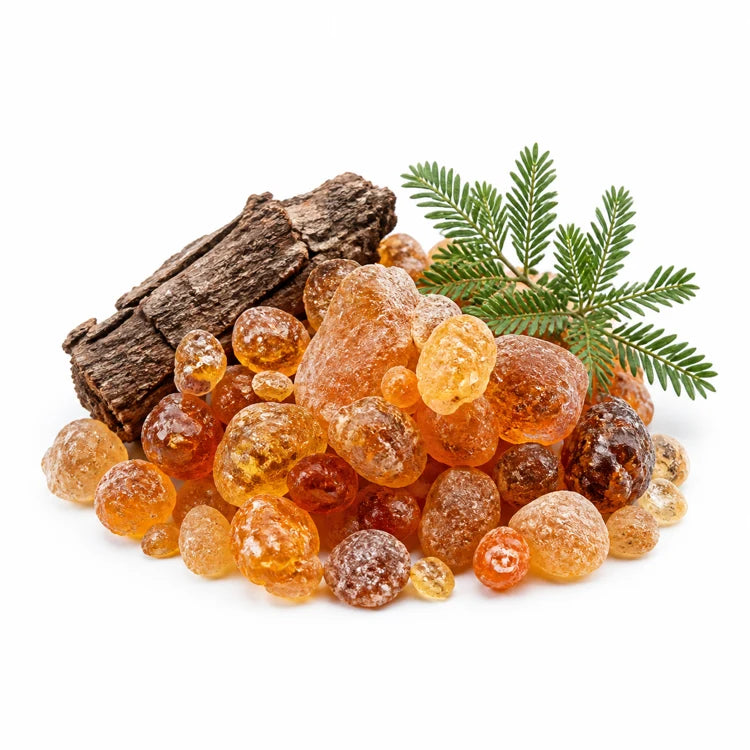 Babool Extract